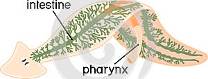Digestive system of planaria flatworm photo